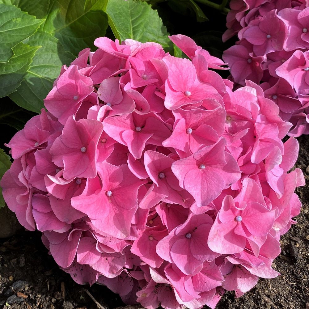 Pink Hydrangea – Old Colin Garden Centre